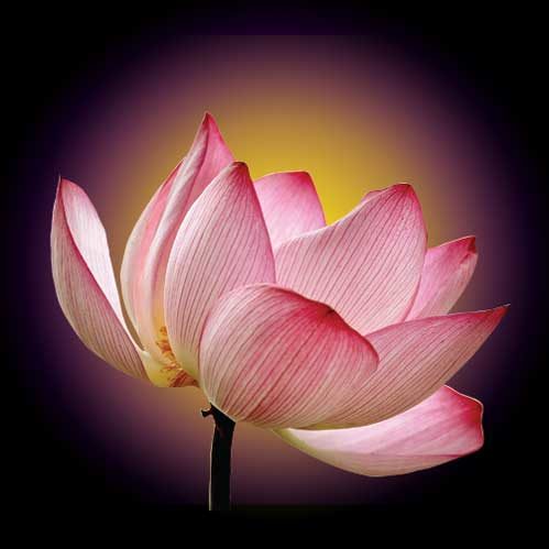 BUDDHA-lotus-500